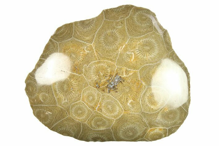 Polished Fossil Coral (Actinocyathus) Head - Morocco #276768